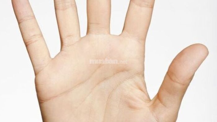 Giải mã ý nghĩa ba đường chỉ tay tách rời nhau