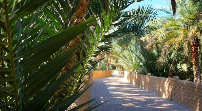 The Al Ain Oasis has since earned the prestigious status of a UNESCO World Heritage site.