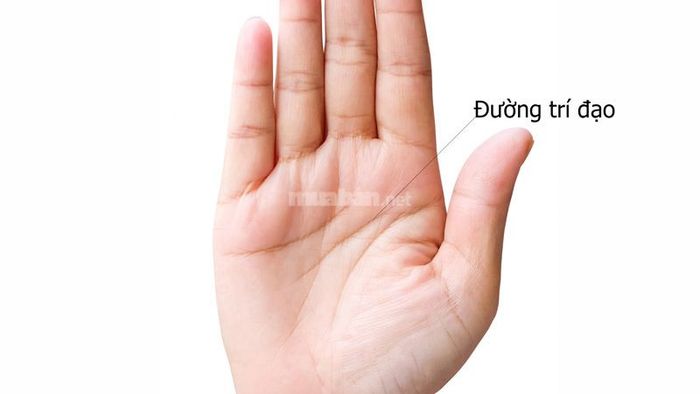 Đường trí đạo (trí tuệ)