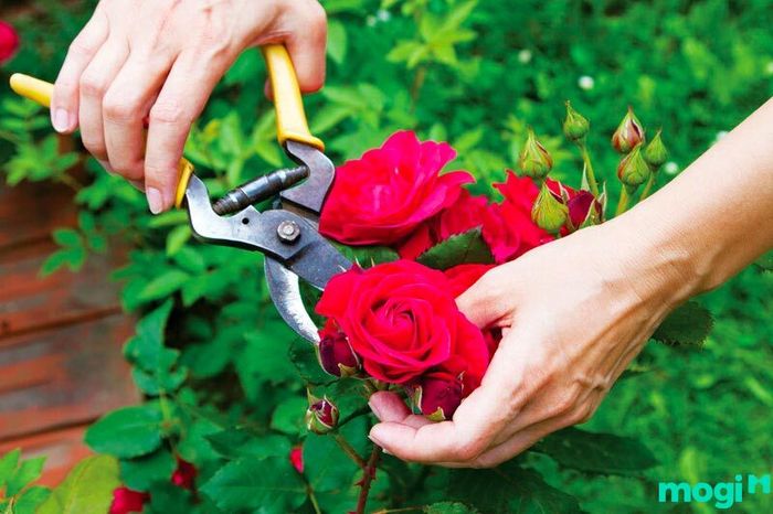 Cắt tỉa thường xuyên là một bước không thể thiếu trong việc chăm sóc hoa hồng.