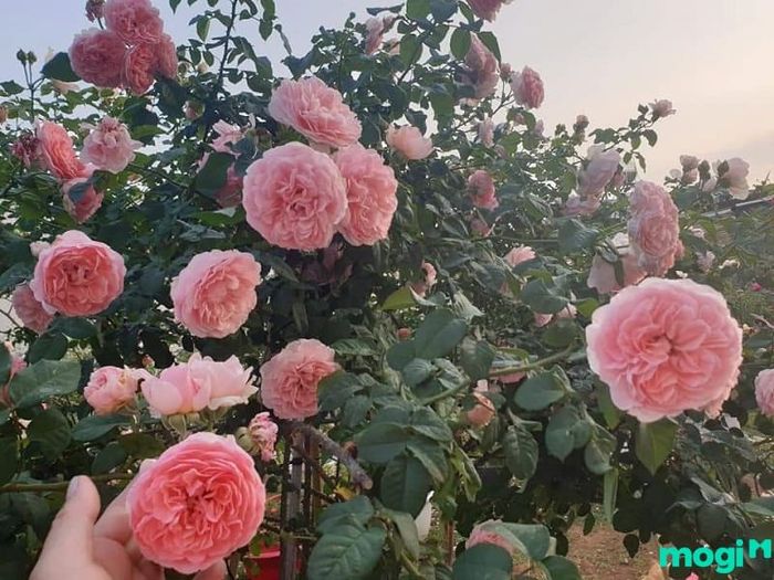 Phòng ngừa và điều trị sâu bệnh là một trong những biện pháp quan trọng giúp chăm sóc hoa hồng phát triển khỏe mạnh.
