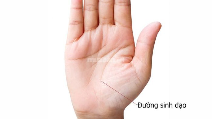 Đường sinh đạo (sinh mệnh)