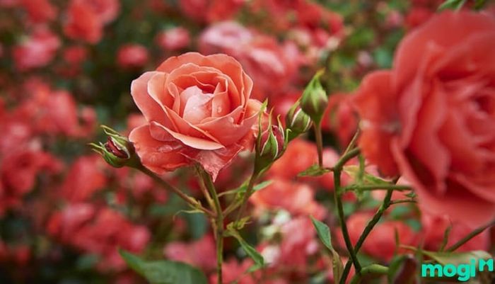Thời gian hoa hồng ra hoa còn tùy thuộc vào cách chăm sóc của người trồng.
