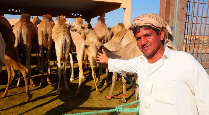 Young camels typically sell for around $1,000.