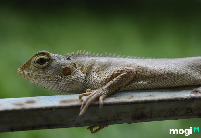 tắc kè vào nhà