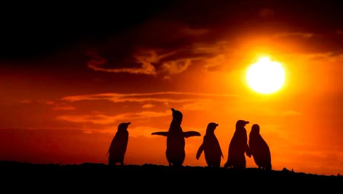 Magellanic penguins can be seen standing on the beach at sunset in El Pedral, Argentina.