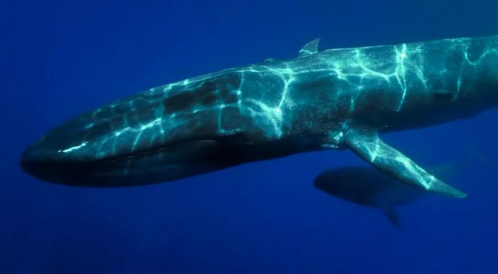 Two majestic blue whales glide through the waters of the Corcovado Gulf in Chile.