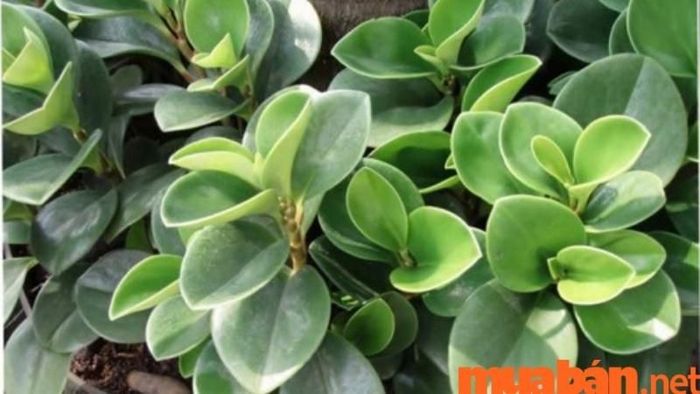 Cây Trường Sinh mang lại sự bình an cho gia chủ: Đây là một trong những cây phong thuỷ tuyệt vời cho những người mệnh Hoả, giúp tăng cường sức khoẻ và thu hút tài lộc.