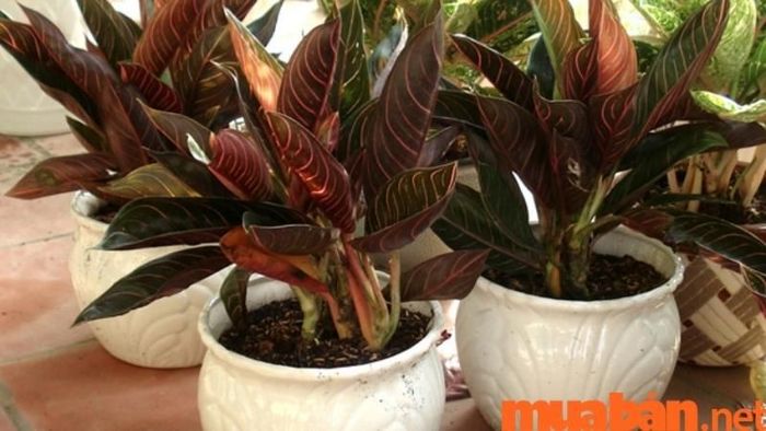 Cây Bao Thanh Thiên có thực sự đem lại may mắn cho người sinh năm 1994 Giáp Tuất?