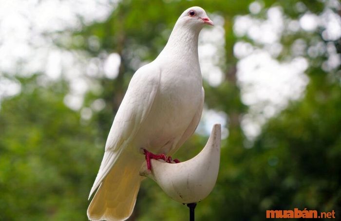 Khi chim bồ câu bay vào nhà, điều đó có ý nghĩa gì?