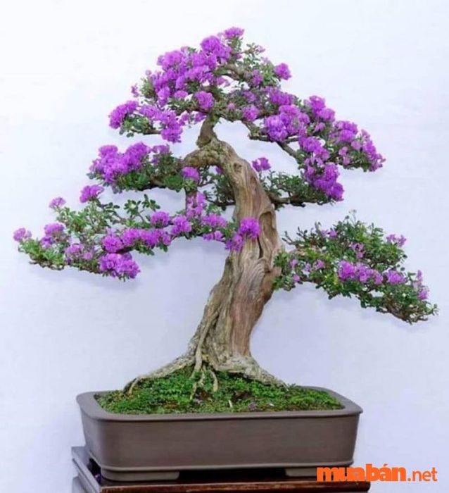 Cây linh sam hợp mệnh gì?