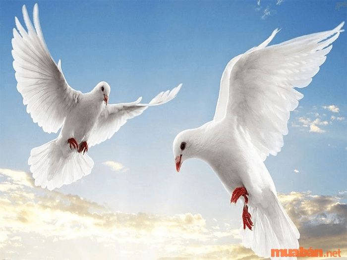 Chim bồ câu là hình ảnh đại diện cho sự hòa bình trên toàn cầu.