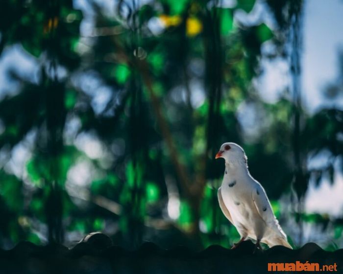Khi chim bồ câu tấn công gia chủ, điều này thực sự đáng lo ngại.