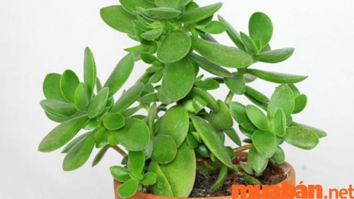 Cây Ngọc Bích có phải là lựa chọn phong thuỷ tốt cho người sinh năm 1994 không?