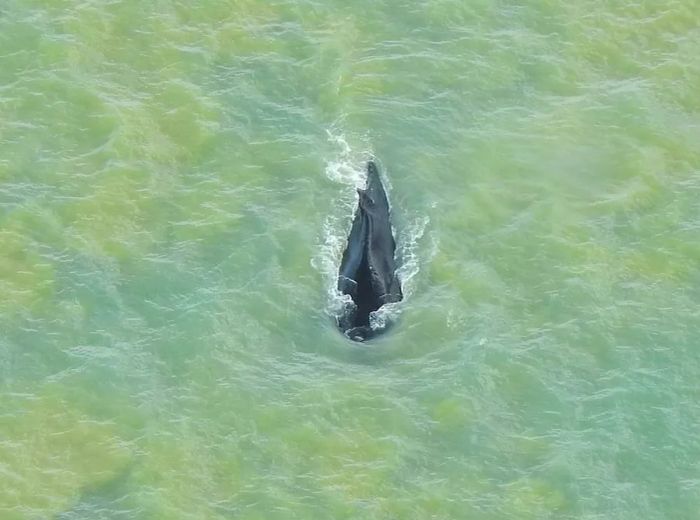 A photo of the humpback whale that managed to escape the crocodile-infested river in Australia was shared on September 21.