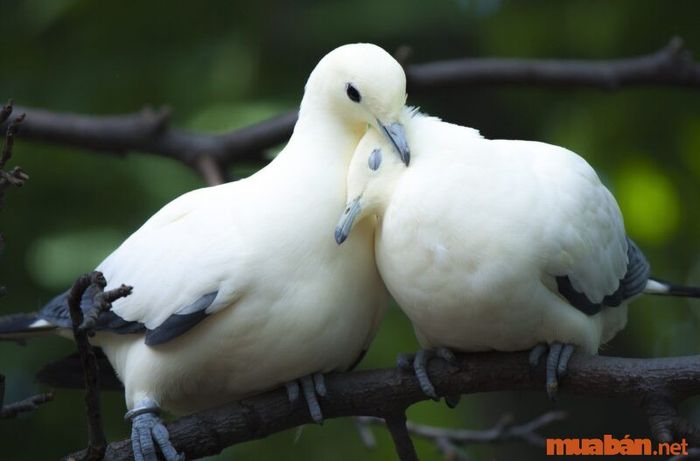 Khi một cặp chim bồ câu bay vào nhà, đó là dấu hiệu của sự may mắn và tin vui sắp đến.