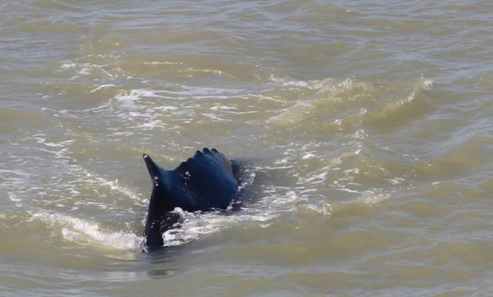 A safety zone was established in Kakadu National Park after three humpback whales made their way into the East Alligator River in Australia's Northern Territory.