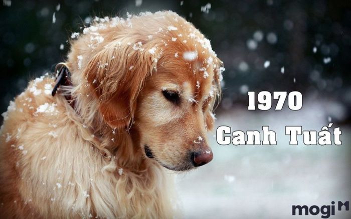 Tuổi 1970 là gì?