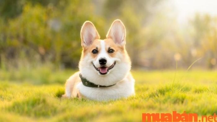 Những người sinh năm 1994 mang mệnh gì? Họ thuộc tuổi nào và tính cách của họ ra sao?