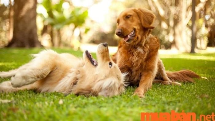 Cách xác định mệnh của người sinh năm 1994 theo Ngũ hành.