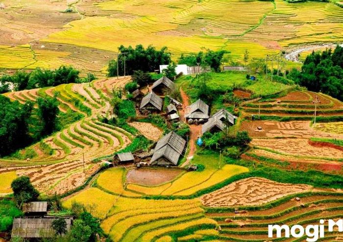 Bản Tả Phìn - Điểm Du Lịch Sapa Đầy Sức Hút