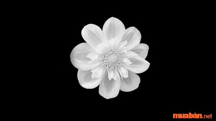 Tránh cắt tóc khi trong nhà có tang