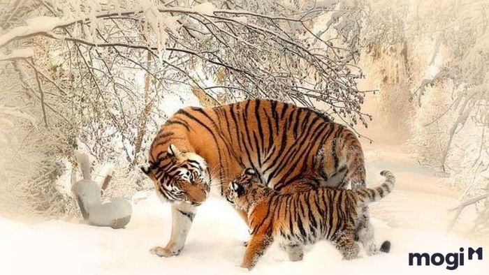 Ngày Tốt Tháng 12 Năm 2024 Dành Cho Người Tuổi Dần