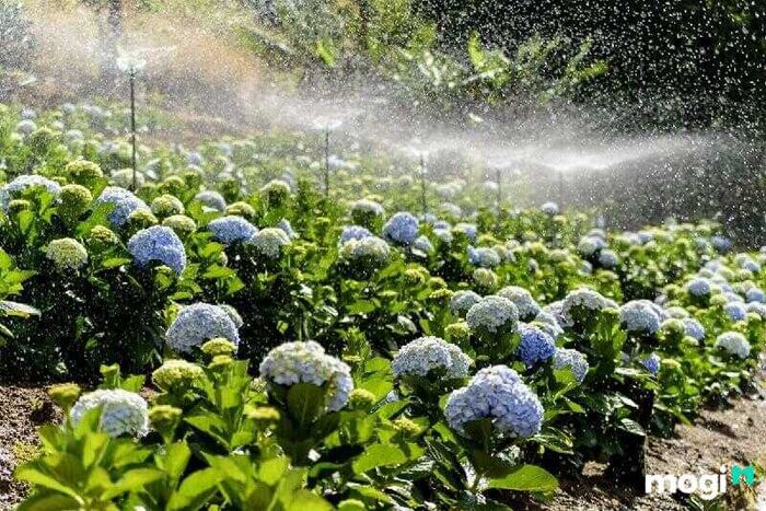 Vườn Hoa Cẩm Tú Cầu Đường Hầm Điêu Khắc Đà Lạt