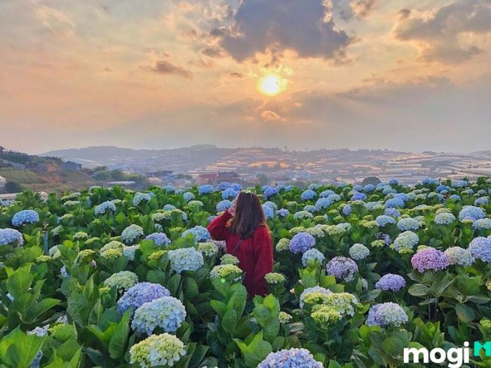 Vườn hoa cẩm tú cầu Đà Lạt