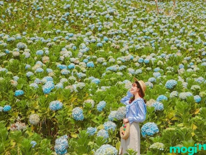 Vườn hoa cẩm tú cầu Đà Lạt