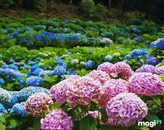 Vườn hoa cẩm tú cầu tại công viên Trần Phú, Đà Lạt