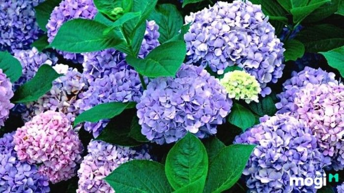 Ý nghĩa của từng màu sắc hoa cẩm tú cầu