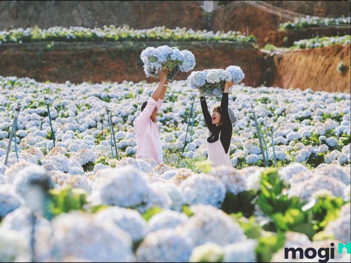 Vườn hoa cẩm tú cầu Đà Lạt