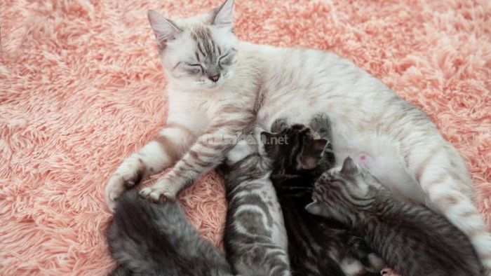 Mèo Nhà Đẻ Trong Nhà: Điềm Báo Tốt Hay Xấu?