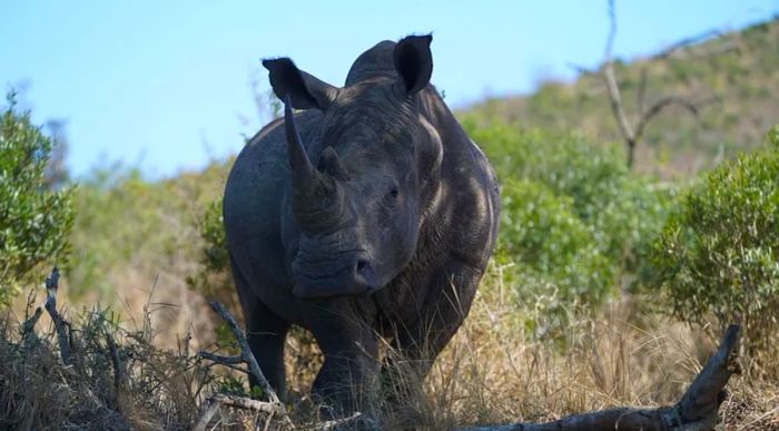 Before these new security measures were implemented, the park was losing between 10 to 15 rhinos each month.