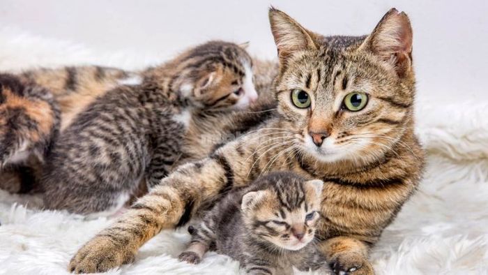 Hiện Tượng Mèo Đẻ Trong Nhà Và Ý Nghĩa Của Nó