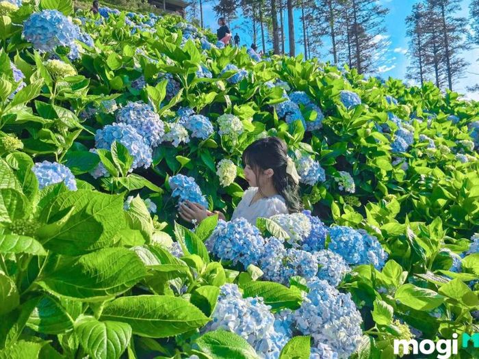 Vườn hoa cẩm tú cầu Đà Lạt