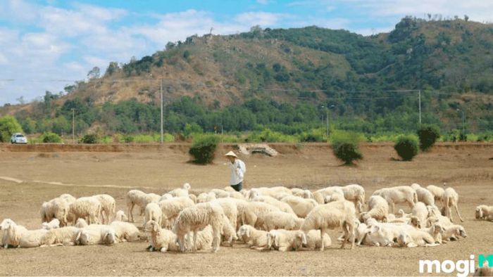 Địa điểm du lịch Vũng Tàu