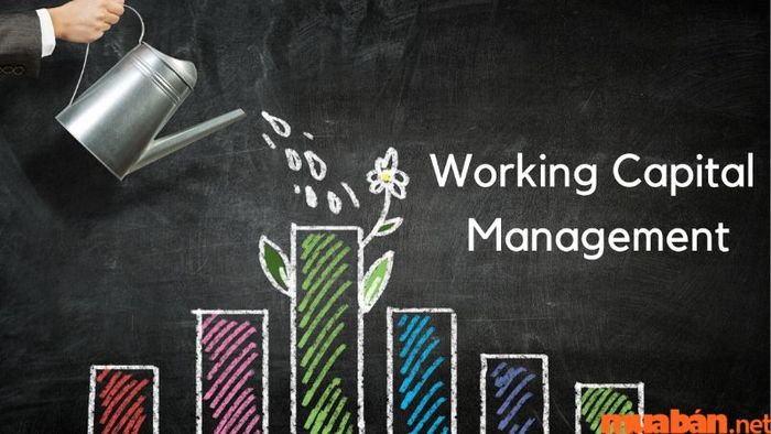 Quản lý vốn lưu động (Working Capital Management)