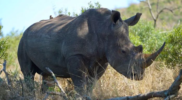 Hluhluwe Imfolozi Park has implemented cutting-edge technology to safeguard southern white rhinos from poachers.