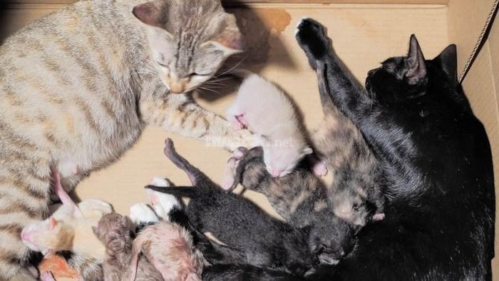 Mèo Đẻ Nhiều Con Trong Nhà: Điềm Báo May Mắn