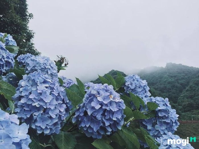 Cánh Đồng Hoa Cẩm Tú Cầu Huyện Lạc Dương, Đà Lạt