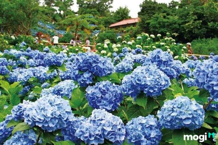 Vườn Hoa Cẩm Tú Cầu Trại Mát Đà Lạt