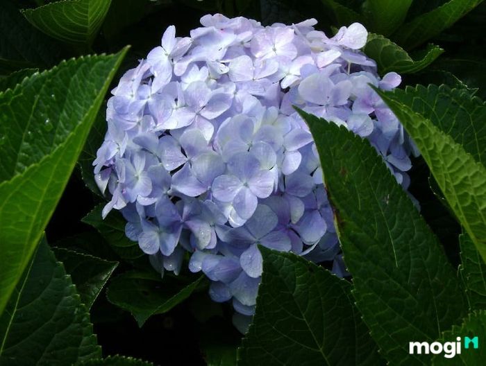 Lịch sử và nguồn gốc của hoa cẩm tú cầu