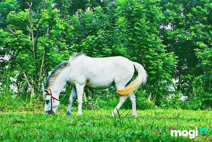 Trong khu du lịch sinh thái Hồ Mây, bạn sẽ có cơ hội gặp những chú ngựa trắng, mang đến một không gian sống động và thơ mộng.