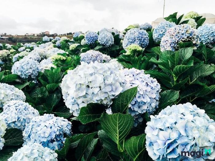 Vườn Hoa Cẩm Tú Cầu Đà Lạt