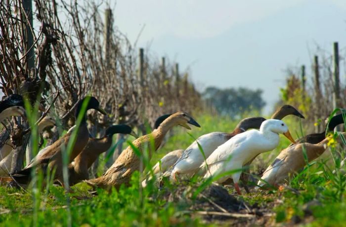 The winery’s fleet of Indian runner ducks patrol the vineyard, hunting for pests.