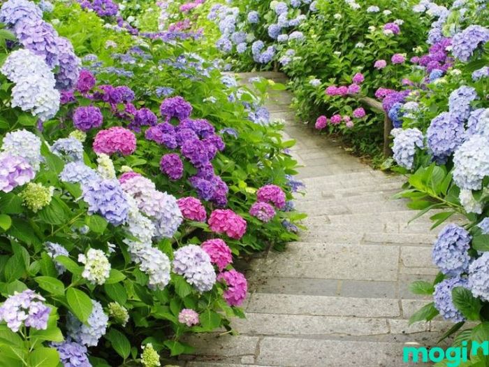 Vườn hoa cẩm tú cầu Đà Lạt