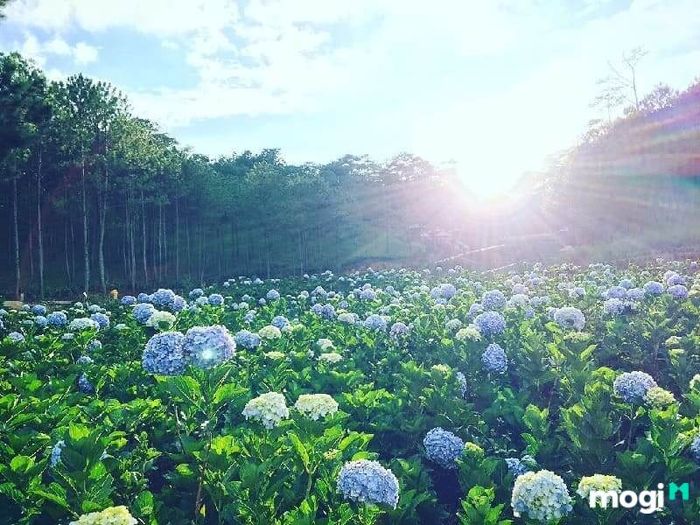 Danh Sách Các Cánh Đồng Hoa Cẩm Tú Cầu Đẹp Nhất Đà Lạt