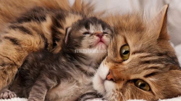 Mèo Đẻ Trong Nhà Có Phải Là Điềm May Mắn?